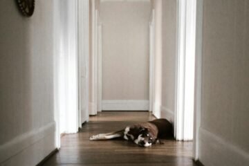 Business-Travel-Hacks-for-Professionals-With-Pets-at-Home.