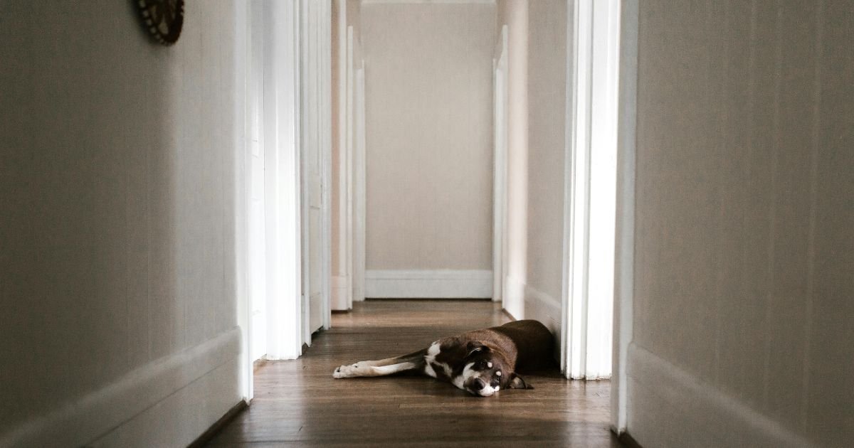 Business-Travel-Hacks-for-Professionals-With-Pets-at-Home.