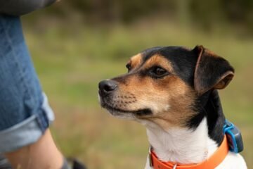 Top-4-Technologies-Helping-with-Pet-Care